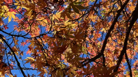 Looking up through Autumn leaves Stock Footage 199405198