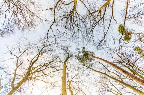 Looking up through bare tree branches against a pale sky in late autumn or .. Stock Photos