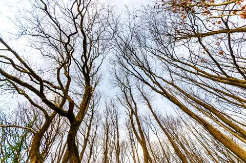 Looking up through bare tree branches against a pale sky in late autumn or .. Stock Photos