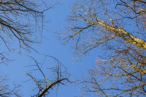 Looking up through bare tree branches against a clear blue sky in autumn Stock Photos