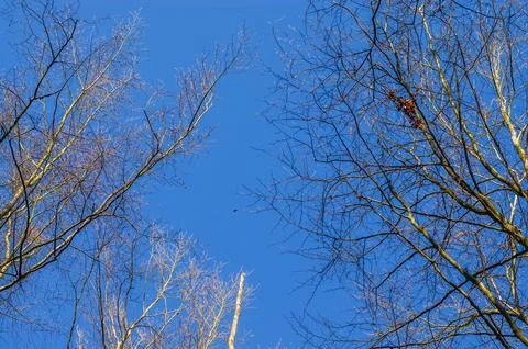 Looking up through bare tree branches against a clear blue sky in autumn Stock Photos