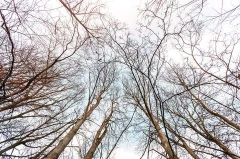 Looking up through bare tree branches against a pale sky in winter Stock Photos