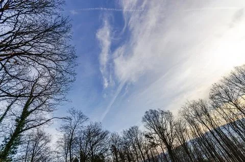 Looking up through bare tree branches at a vast blue sky with wispy clouds .. Stock Photos