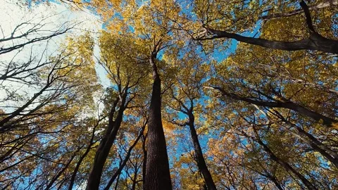 Looking up through the beautiful autumn forest canopy with vibrant yellow. Видео 323879099