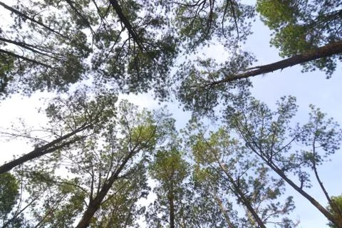 Looking up through big pine trees to the sky Stock Photos
