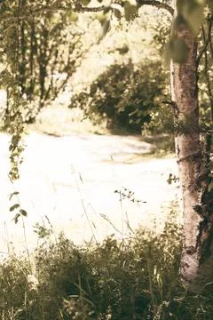 Looking through birch tree branches in an idyllic, rural landscape scene Stock Photos