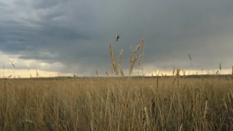Looking through blowing fall grass at distant grey storm clouds Stock Footage 330363821