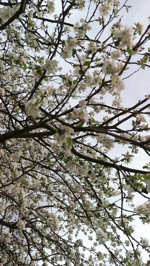 Looking up through branches of a flowering apple tree, white petals and dark Stock Footage 347017671