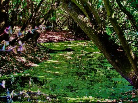 Looking Through The Branches Into A Magical Algae Filled Pond Stock Photos