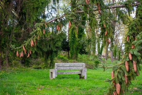 Looking Through The Branches of a Pine Tree at a Stone Bench Stock Photos