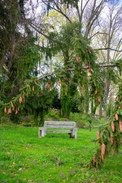 Looking Through The Branches of a Pine Tree at a Stone Bench Stock Photos