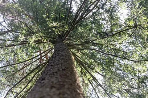 Looking up through the branches of a tall evergreen tree towards the sky 스톡 사진