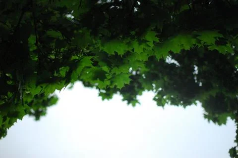 Looking up through the branches of a tree at the sky on a cloudy day Foto stock