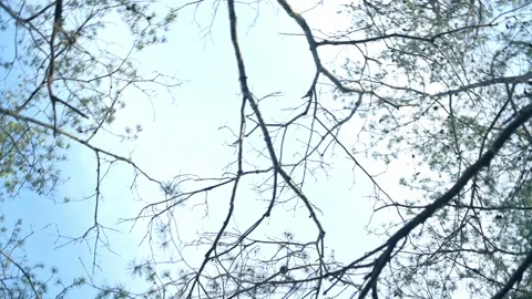 Looking up through the branches of trees against a pale blue sky, the video Видео 279973206