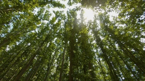 Looking up through bright forest Stock Footage 113539472