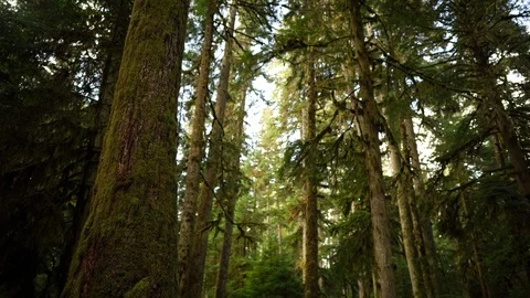 Looking up through the canopy of a coastal forest Video stock 123299684