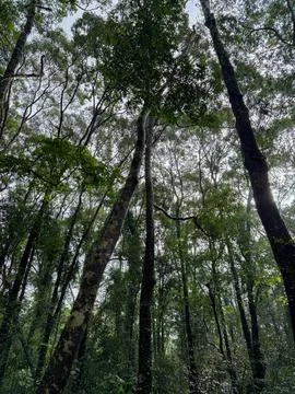 Looking up through the canopy of a dense forest,showcasing tall trees reach.. Stock Photos