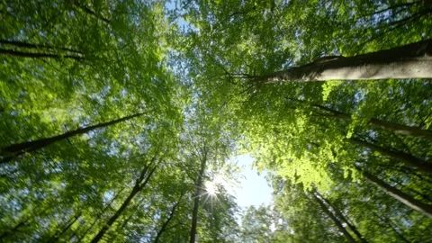 Looking Up Through the Canopy A Serene and Beautiful Forest Scene Surrounded by Stock Footage 296757002