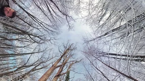 Looking Up Through the Canopy of a Snowy Forest Stock Footage 277610464
