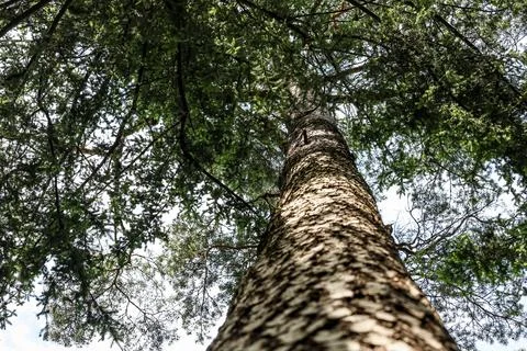 Looking up through the canopy of a tall pine tree towards the sky Stock Photos