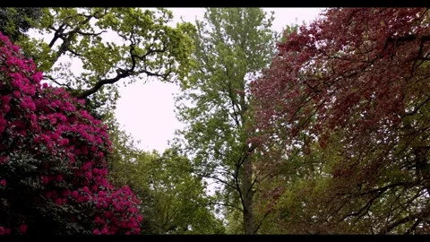Looking up through a canopy of trees with vibrant pink rhododendrons and autumn Stock Footage 326369084
