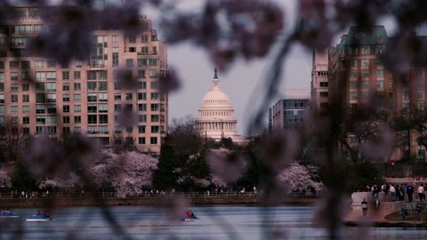 Looking through Cherry Blossoms at the Capital Building Video stock 172246922