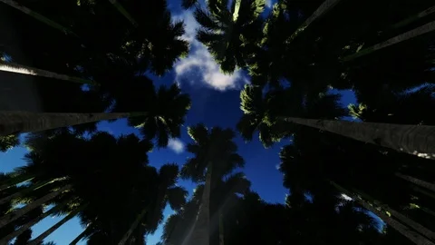 Looking up through a circle of palm trees sun on top Stock Footage 112127256