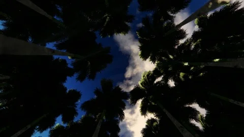 Looking up through a circle of palm trees clouds withdraw and sun rises Video stock 113674239