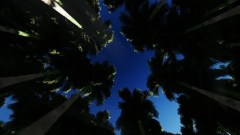 Looking up through a circle of palm trees zoom in 스톡 동영상 117794525