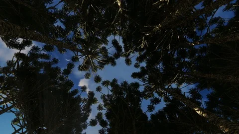 Looking up through a circle of trees clouds passing by Stock-Footage 112396616