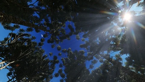 Looking up through a circle of trees clouds passing by and sun rays through t Video stock 113674525