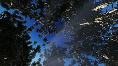 Looking up through a circle of trees sun shines on top Stock Footage 117795148