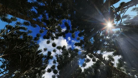 Looking up through a circle of trees sun rays through the trees Stock Footage 118252518