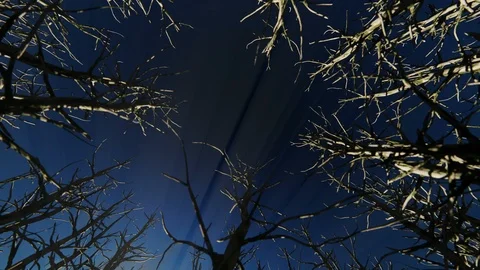 Looking up through a cirlce of dead trees timelapse sunrise hd Stock Footage 118581036
