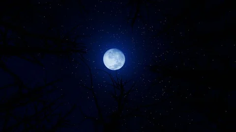 Looking up through a cirlce of dead trees with full moon against starry sky t Stock Footage 120244873