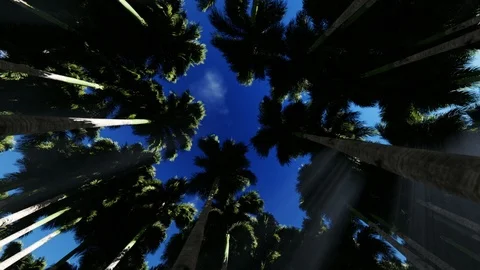 Looking up through a cirlce of palm trees forest with the sun on top Stock Footage 111391677