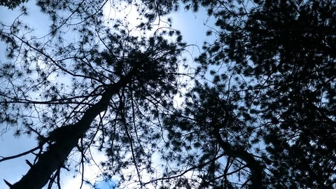 Looking up through conifer trees at a brewing storm in forest 스톡 동영상 91796536