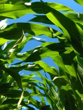 Looking up through corn stalks Photos