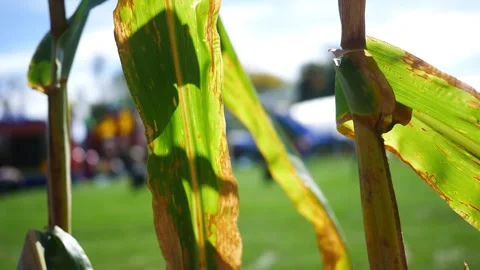 Looking Through Cornfield at October Fall Autumn Festival Video stock 347034207