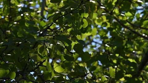 Looking up through dark green leaves as they move in a light wind. Patches of bl Stock Footage 300818157