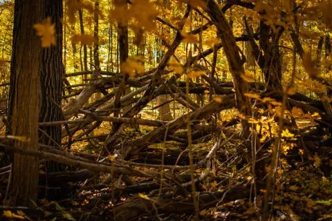 Looking Through Dead Branches in Fall Woods Stock Photos