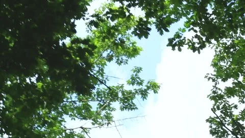 Looking up through dense forest canopy with green leaves and sky glimpses Stock Footage 312703248