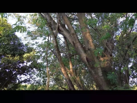 Looking Up Through Dense Forest Canopy, Aerial Drone Shot Stock Footage 341830443