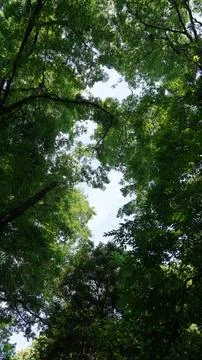 Looking Up Through Dense Forest Canopy Stock Photos