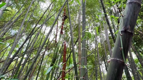 Looking up through dense green bamboo forest Stock Footage 335287790