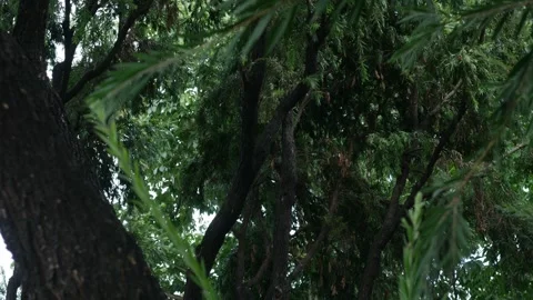 Looking up through dense tropical tree canopy Video stock 336593496