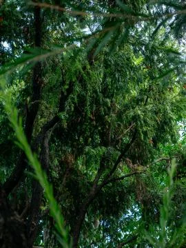 Looking up through dense tropical tree canopy with feathery leaves branches.. Foto stock