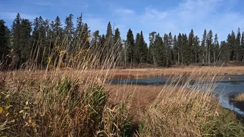 Looking through dry grass at a marshy lake with spruce tree under blue sky Stock Footage 306478645