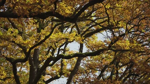 Looking up through the entangled branches of the crowns of the elm tree Stock-Footage 166618955
