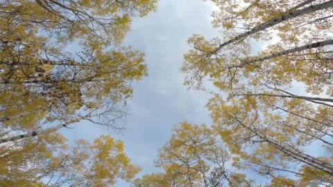 Looking up through fall colored trees at cloudy sky while driving through a park Stock Footage 295369249